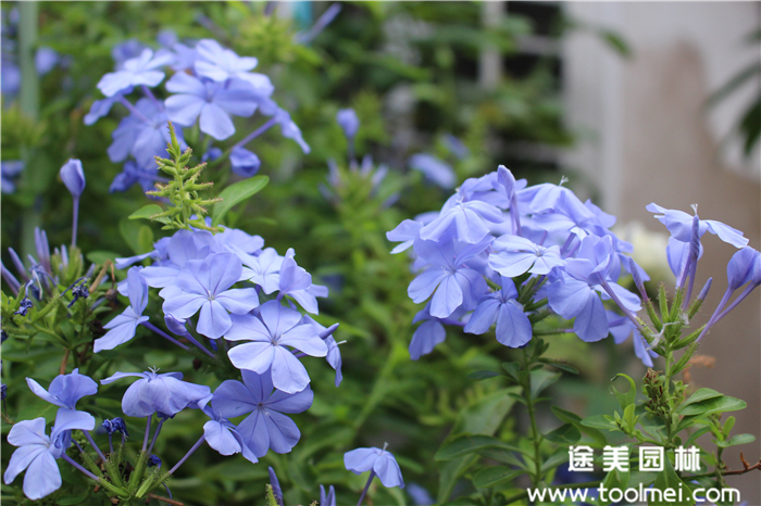 藍雪花